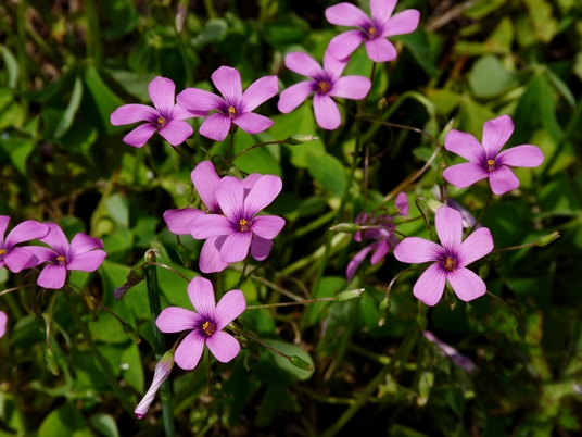 {Oxalis articulata}